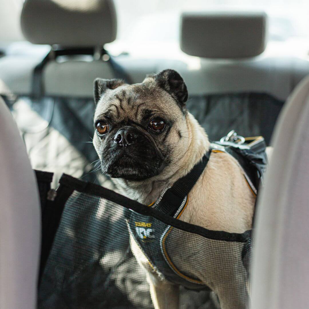 Copertura protettiva per seggiolino auto per cani CozyPaws Shield — Protezione dalle zampe sporche - Desfino