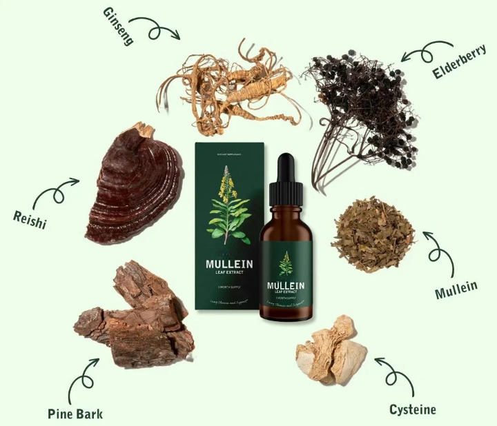 Mullein Leaf Extract & Chlorophyll — Two-Drop Lung Support Formula - Desfino