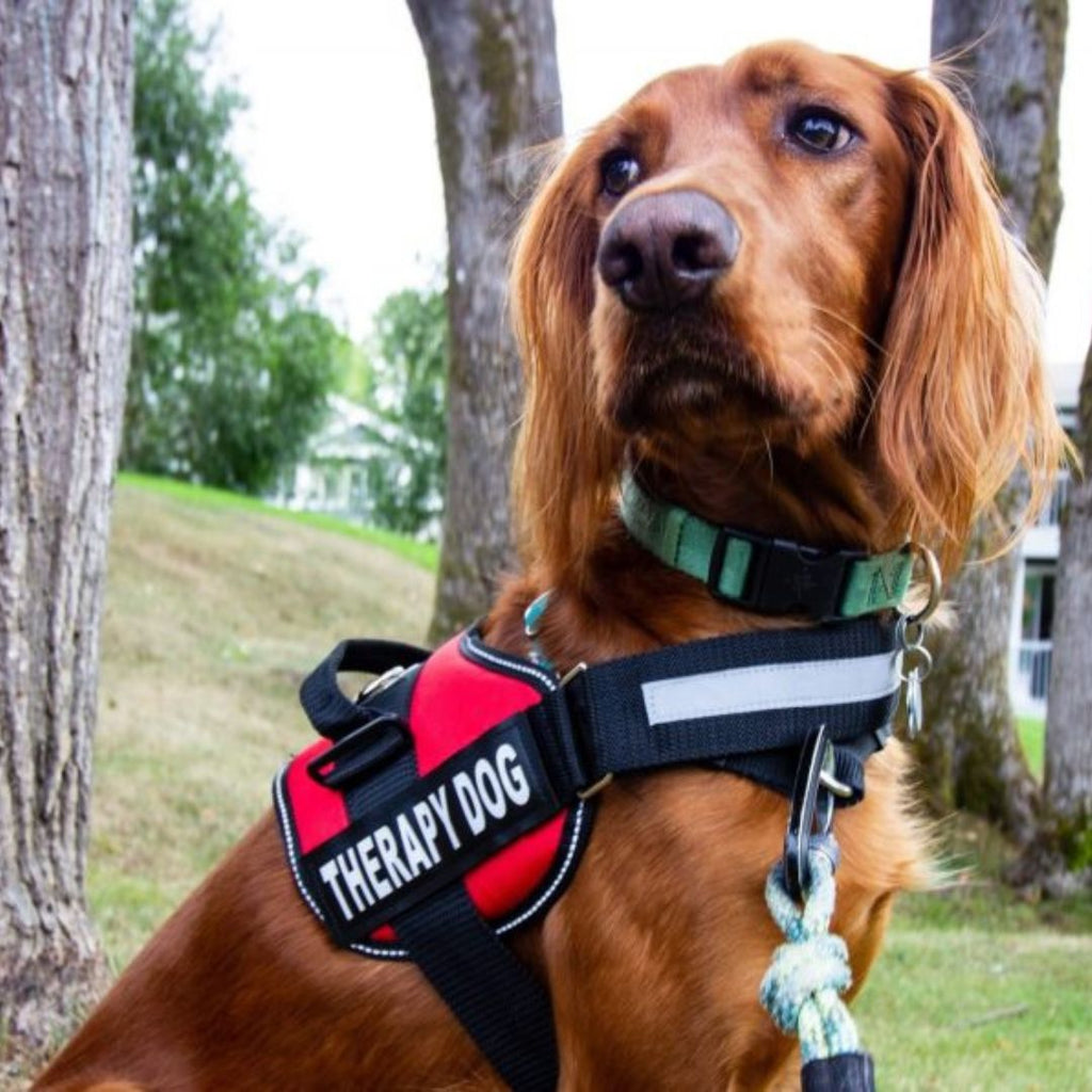 PawGuard Pro -säädettävät valjaat — rintakehää tukevalla talutushihnarakenteella - Desfino