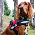 PawGuard Pro -säädettävät valjaat — rintakehää tukevalla talutushihnarakenteella - Desfino