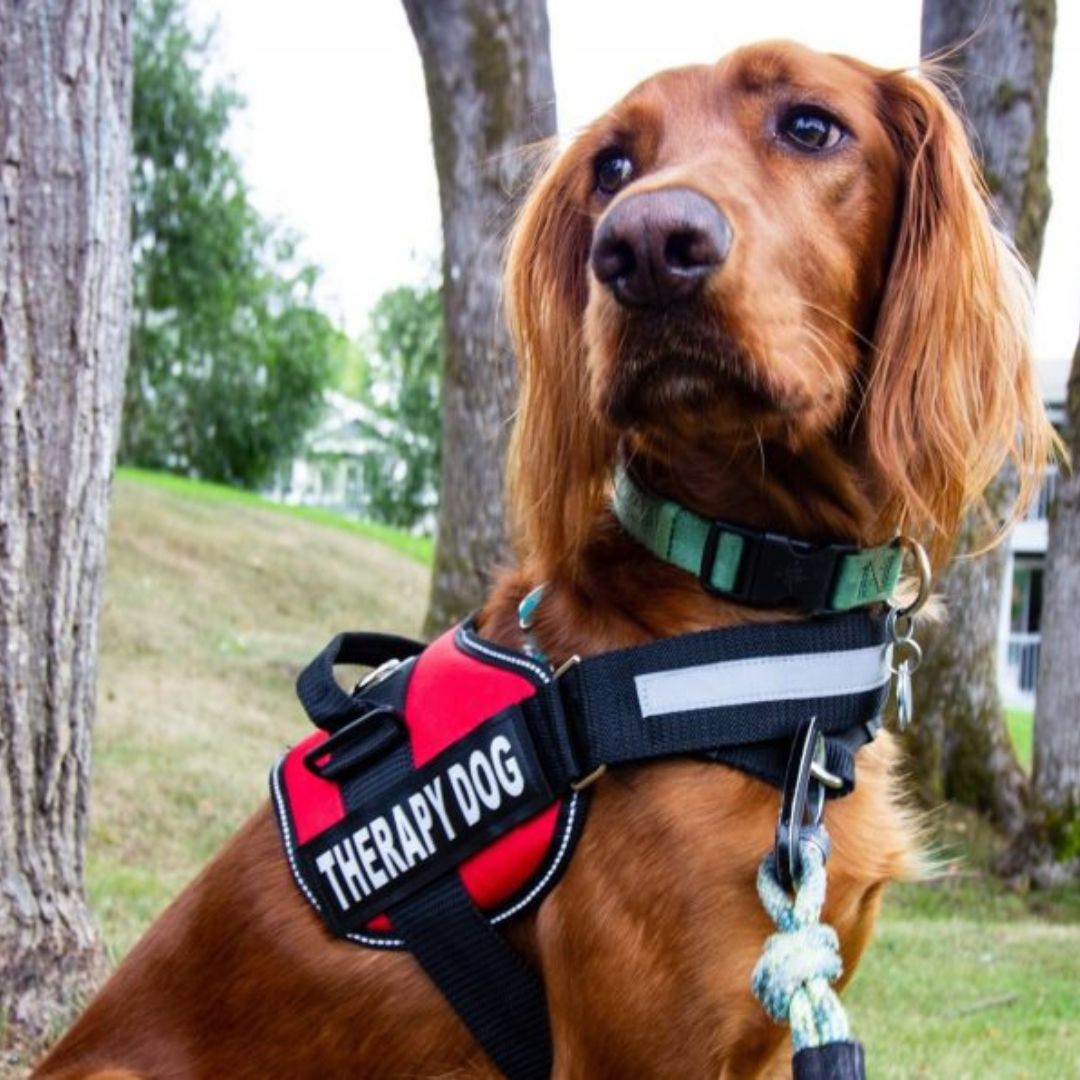 PawGuard Pro -säädettävät valjaat — rintakehää tukevalla talutushihnarakenteella - Desfino