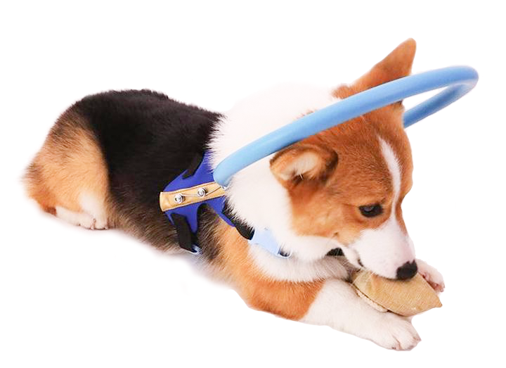 WandaPaws 盲導犬用ガイドバンパー首輪 - ハーネス対応 - Desfino