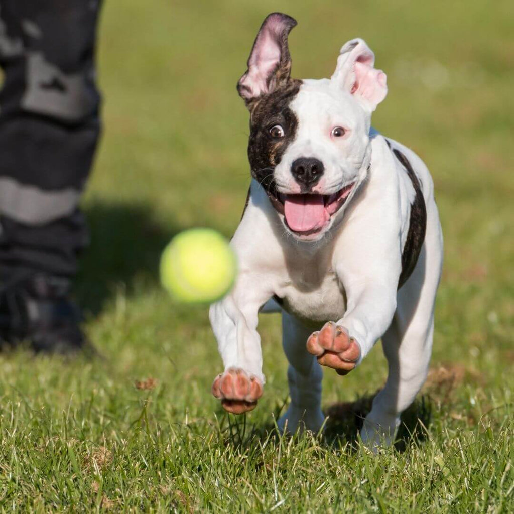 AuroraPup Fetch Master Automatischer Ballwerfer für Hunde - Desfino