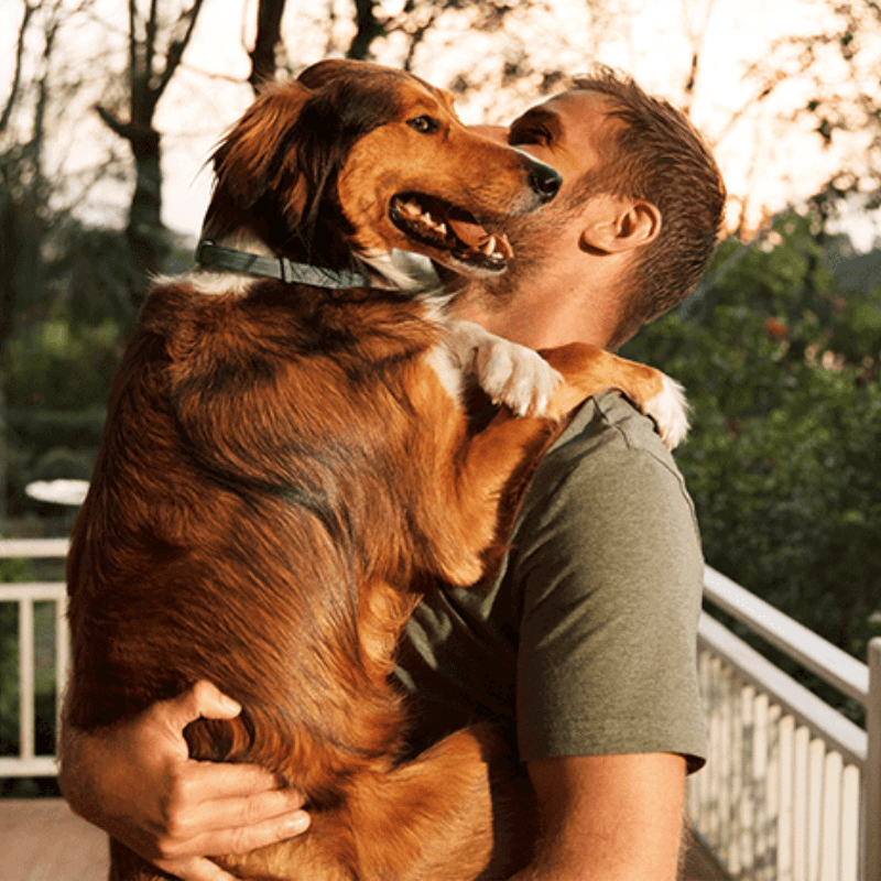 Collar para perros PawSafeGuard - Prevención impermeable contra pulgas y garrapatas, 8 meses - Desfino