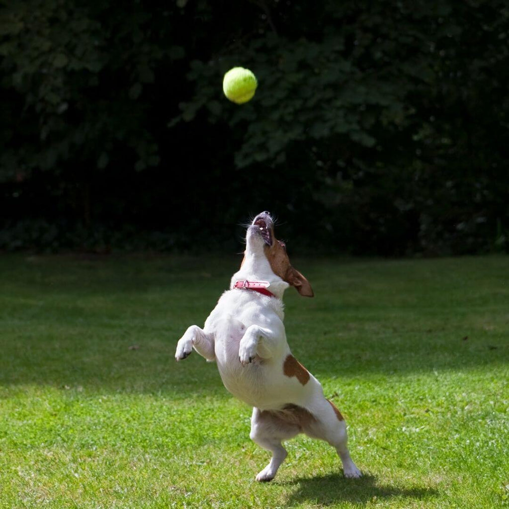 AuroraPup Fetch Master Automatischer Ballwerfer für Hunde - Desfino
