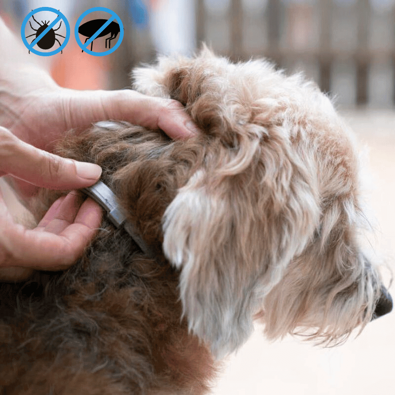 Collar para perros PawSafeGuard - Prevención impermeable contra pulgas y garrapatas, 8 meses - Desfino