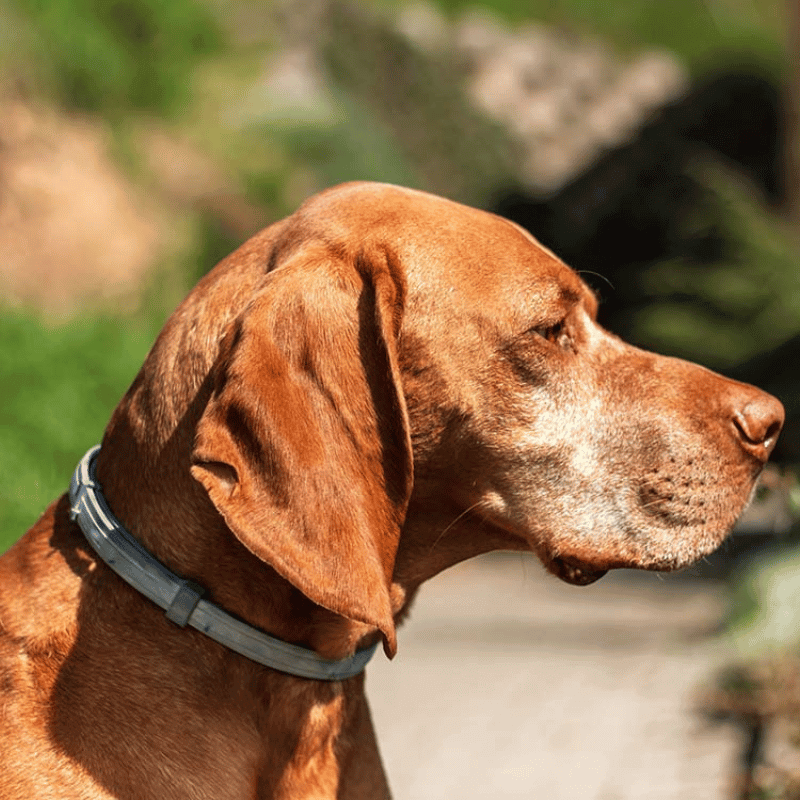 Collar para perros PawSafeGuard - Prevención impermeable contra pulgas y garrapatas, 8 meses - Desfino