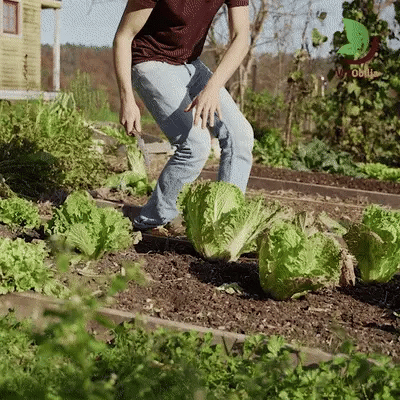 Hori Hori-havekniv – rustbestandigt blad, alsidigt graveredskab