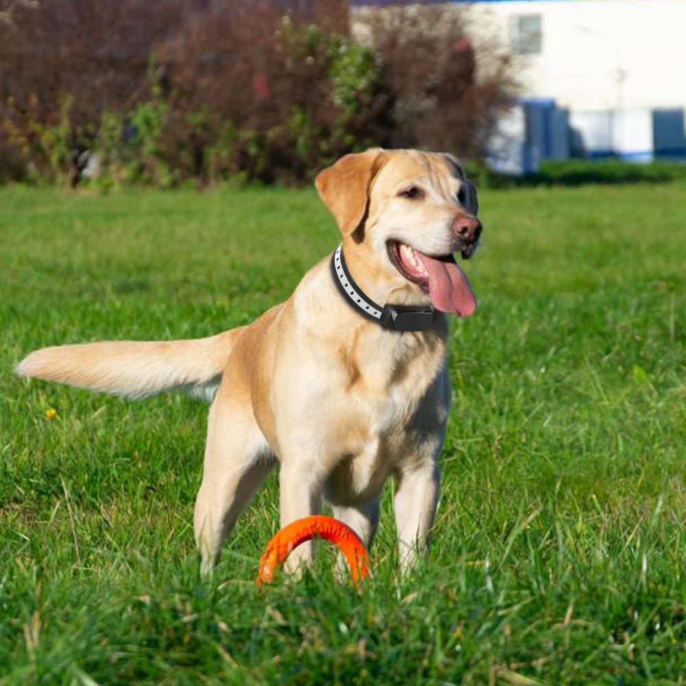 AeroPaw Pro Wireless Dog Fence System — No-Burial Boundaries - Desfino