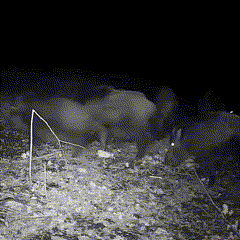 SylvaCam cameră de monitorizare a faunei — video 1080p, fotografii de 16 MP, vedere nocturnă - Desfino