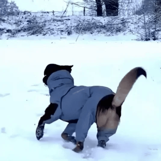 CozyPaws-vedenpitävä koiran sadetakki lahkeilla — pienille koirille kokoon XXL asti | Desfino