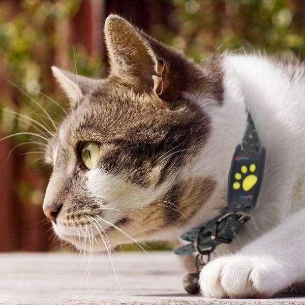 Localizator pentru pisici PawGuard — Microcip și GPS, urmărire în timp real prin aplicație, 65 g - Desfino