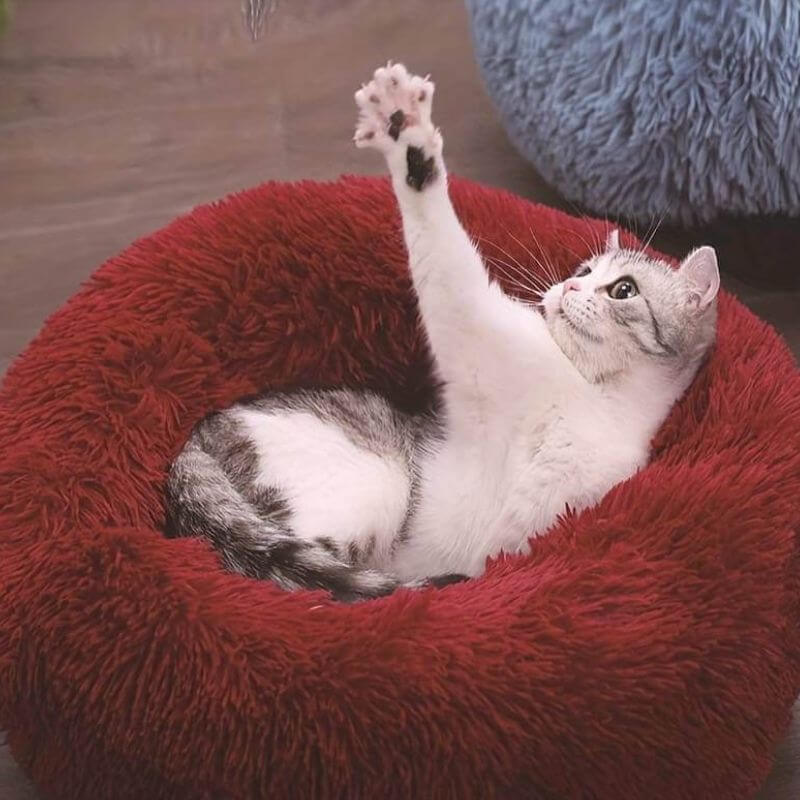 CalmPaws-blød katteseng — hyggelig liggepude og komfortabel pude